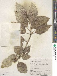 Populus laurifolia image