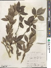 Populus laurifolia image