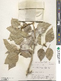 Populus laurifolia image