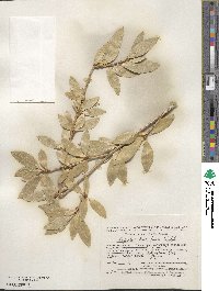 Populus laurifolia image