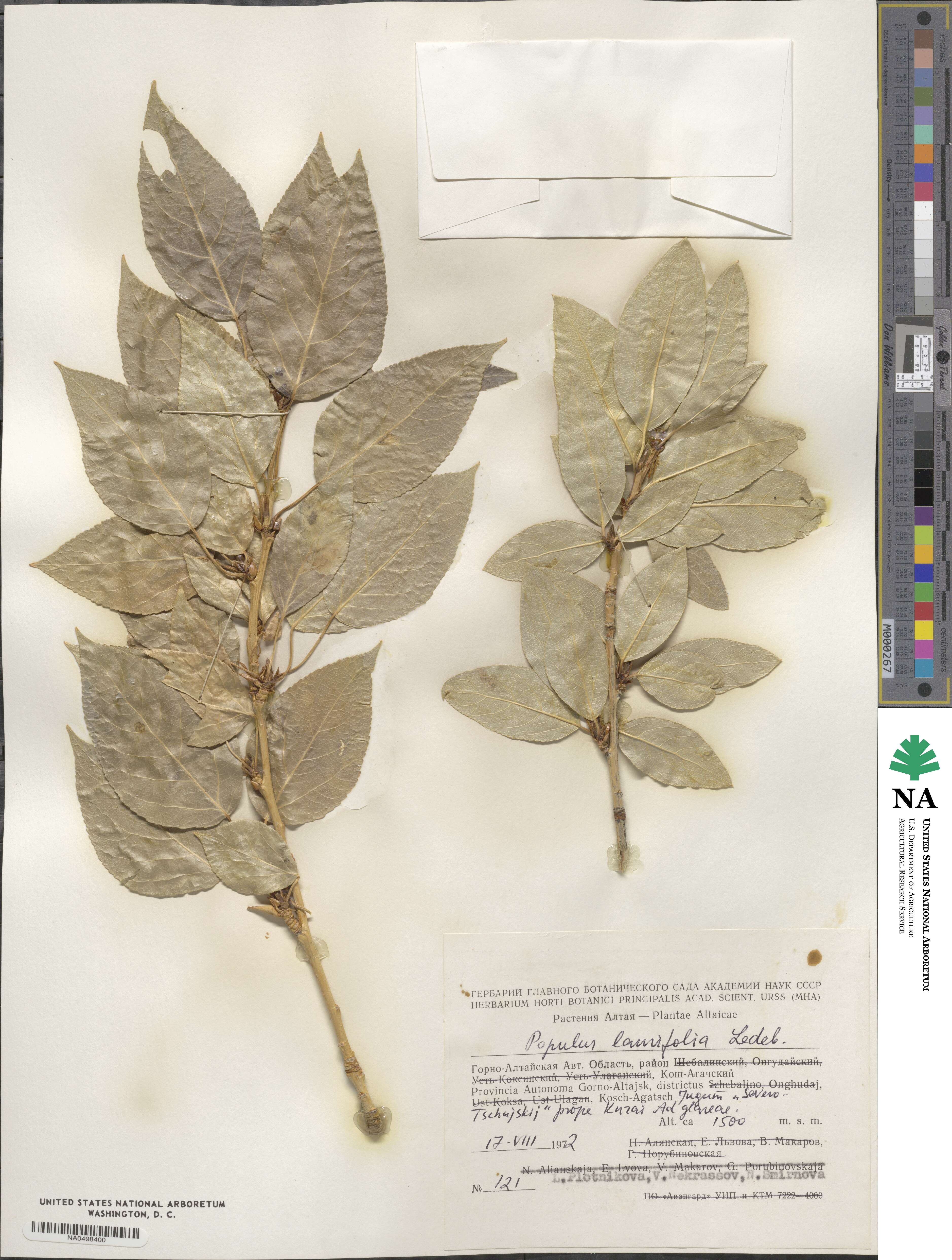 Populus laurifolia image