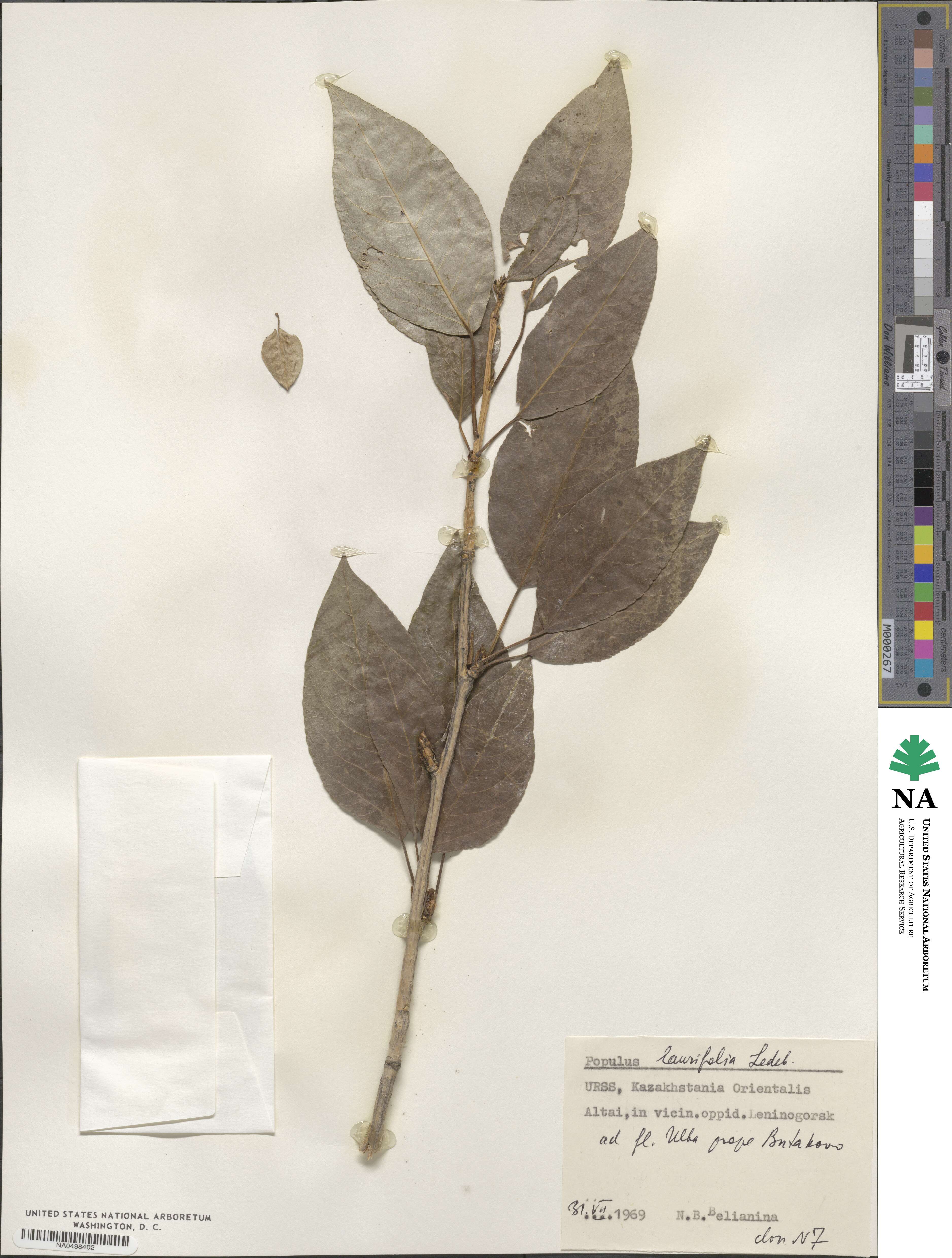 Populus laurifolia image