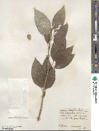 Populus laurifolia image