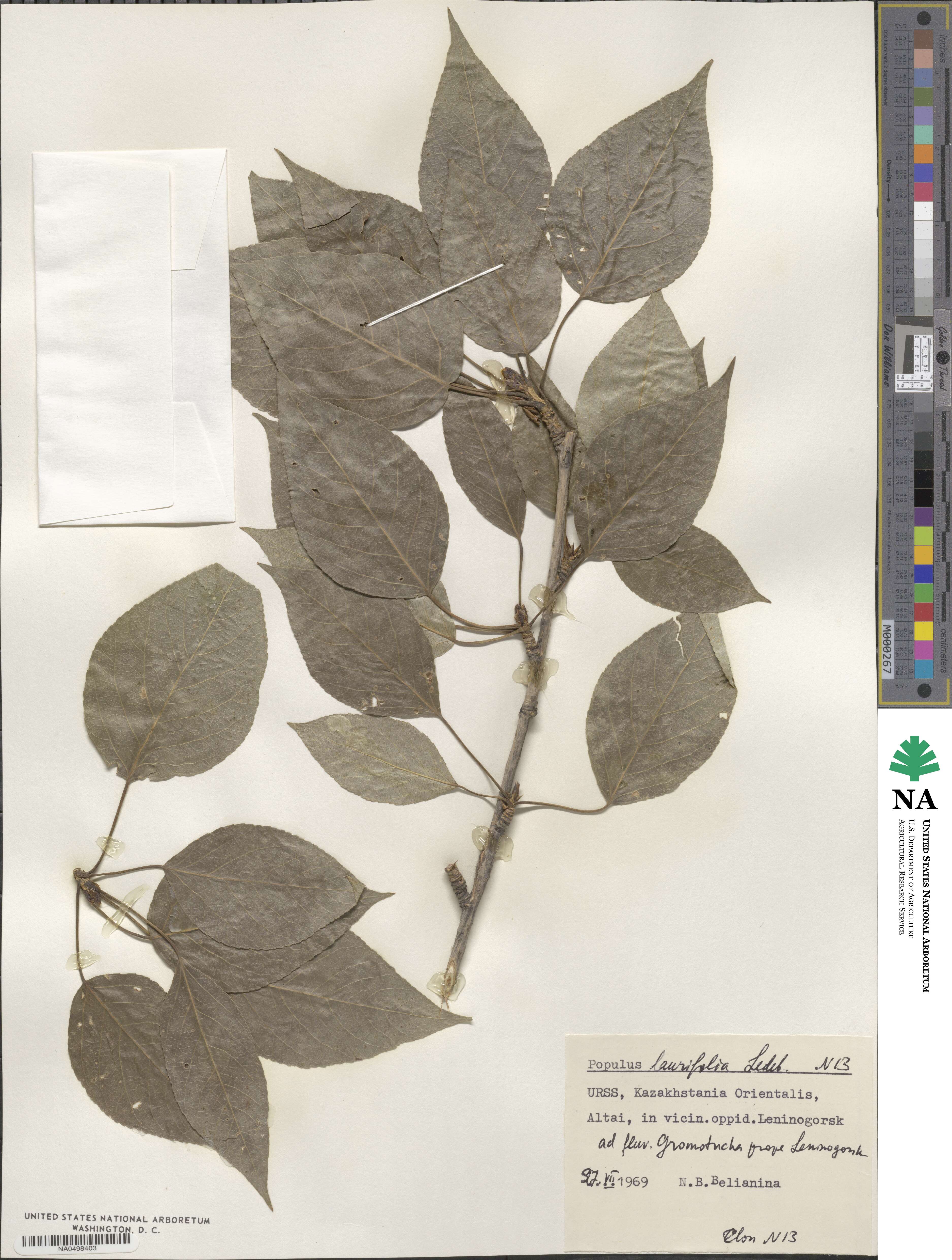 Populus laurifolia image