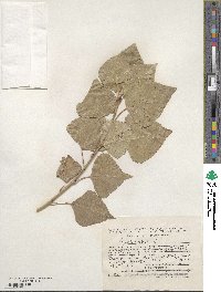 Populus nigra image