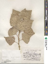 Populus nigra image