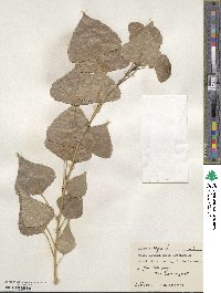 Populus nigra image