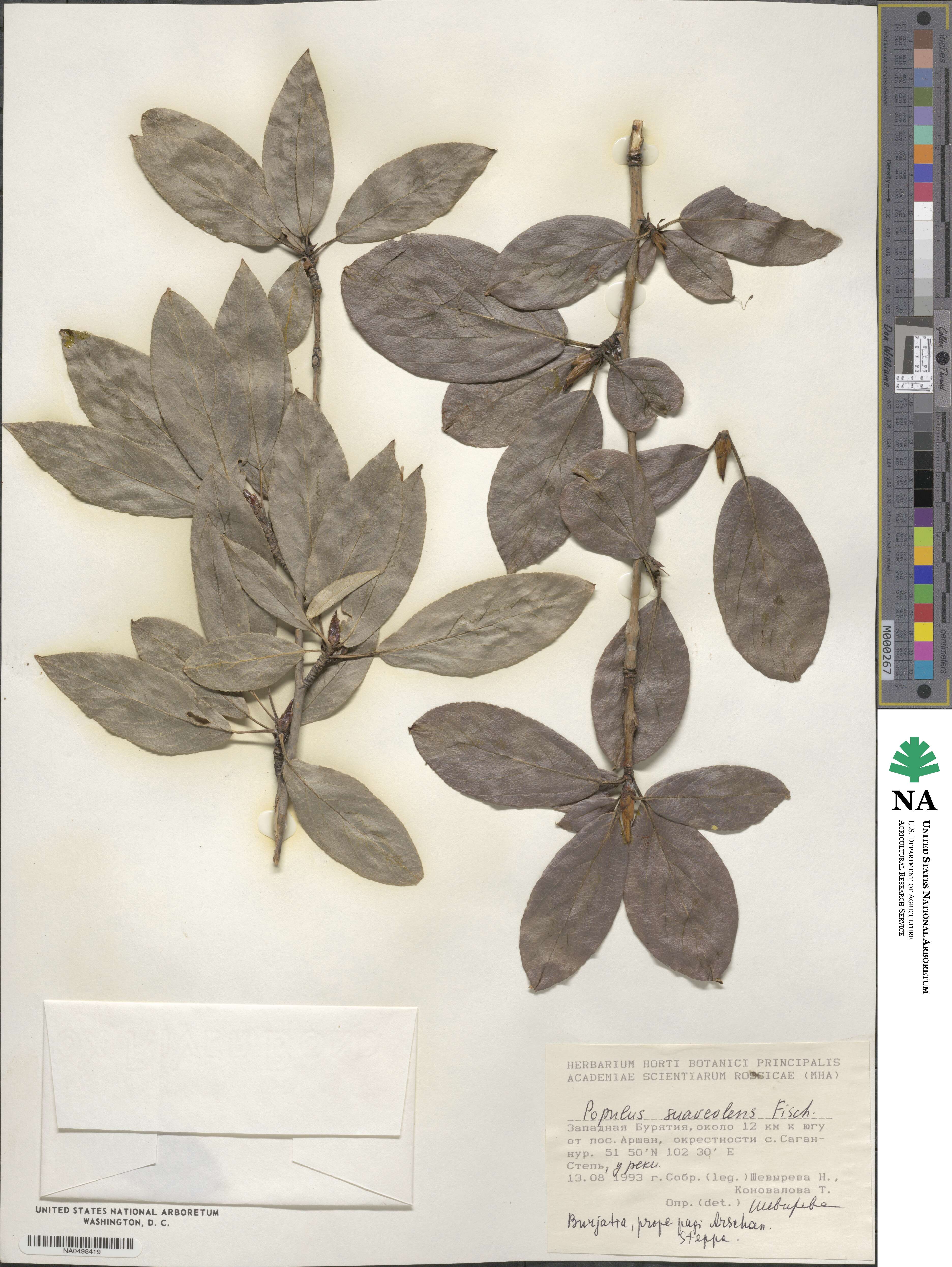 Populus suaveolens image