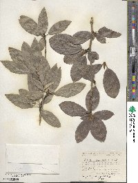 Populus suaveolens image