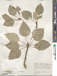 Populus talassica image