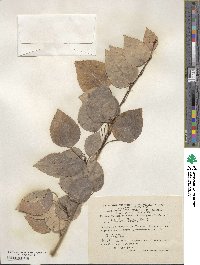 Populus tremula image