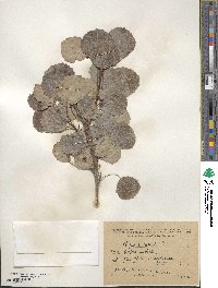 Populus tremula image