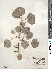 Populus tremula image