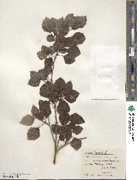 Populus tremula image