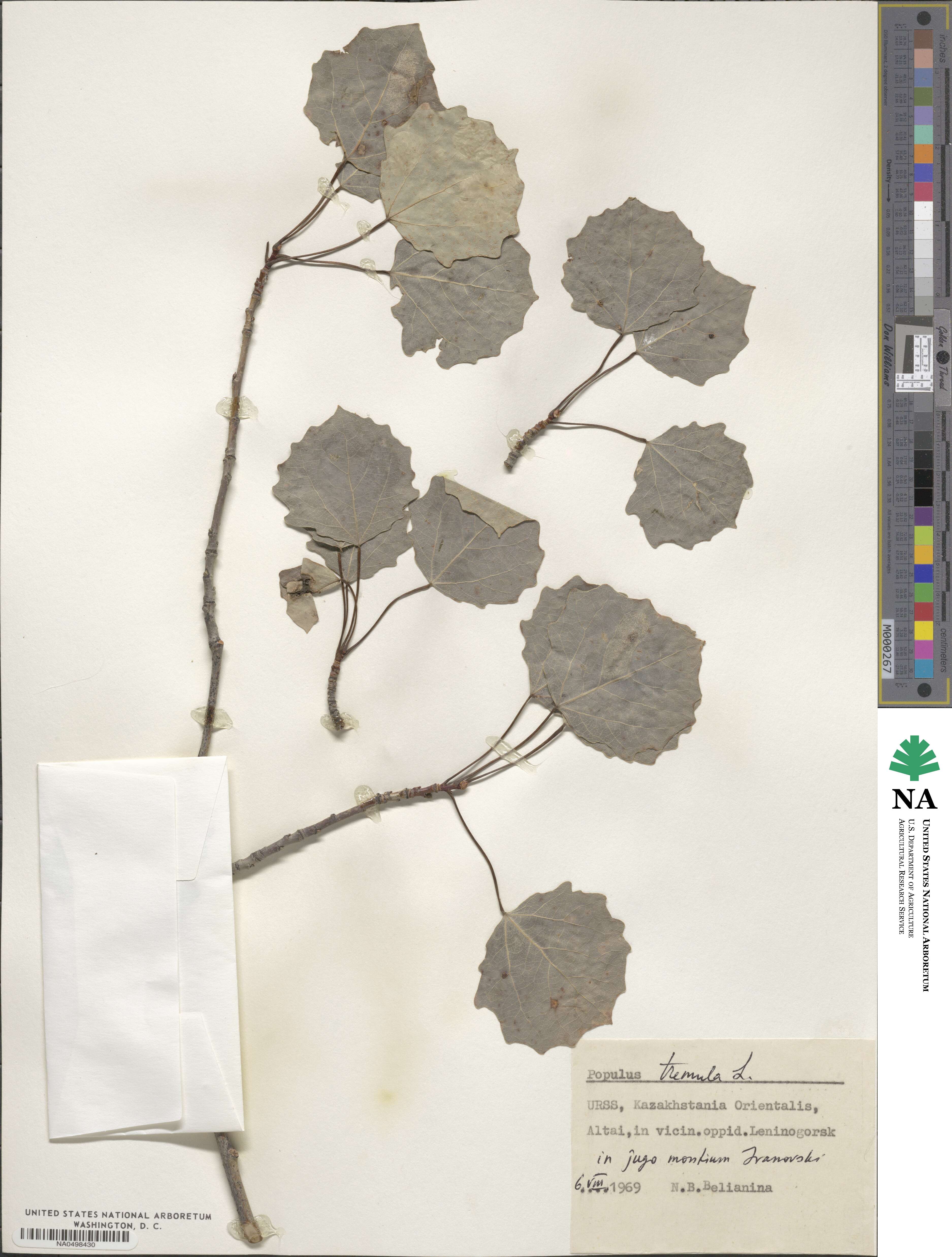 Populus tremula image