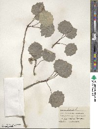 Populus tremula image