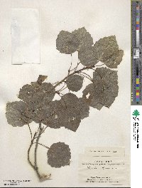 Populus tremula image