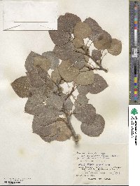 Populus tremula var. davidiana image