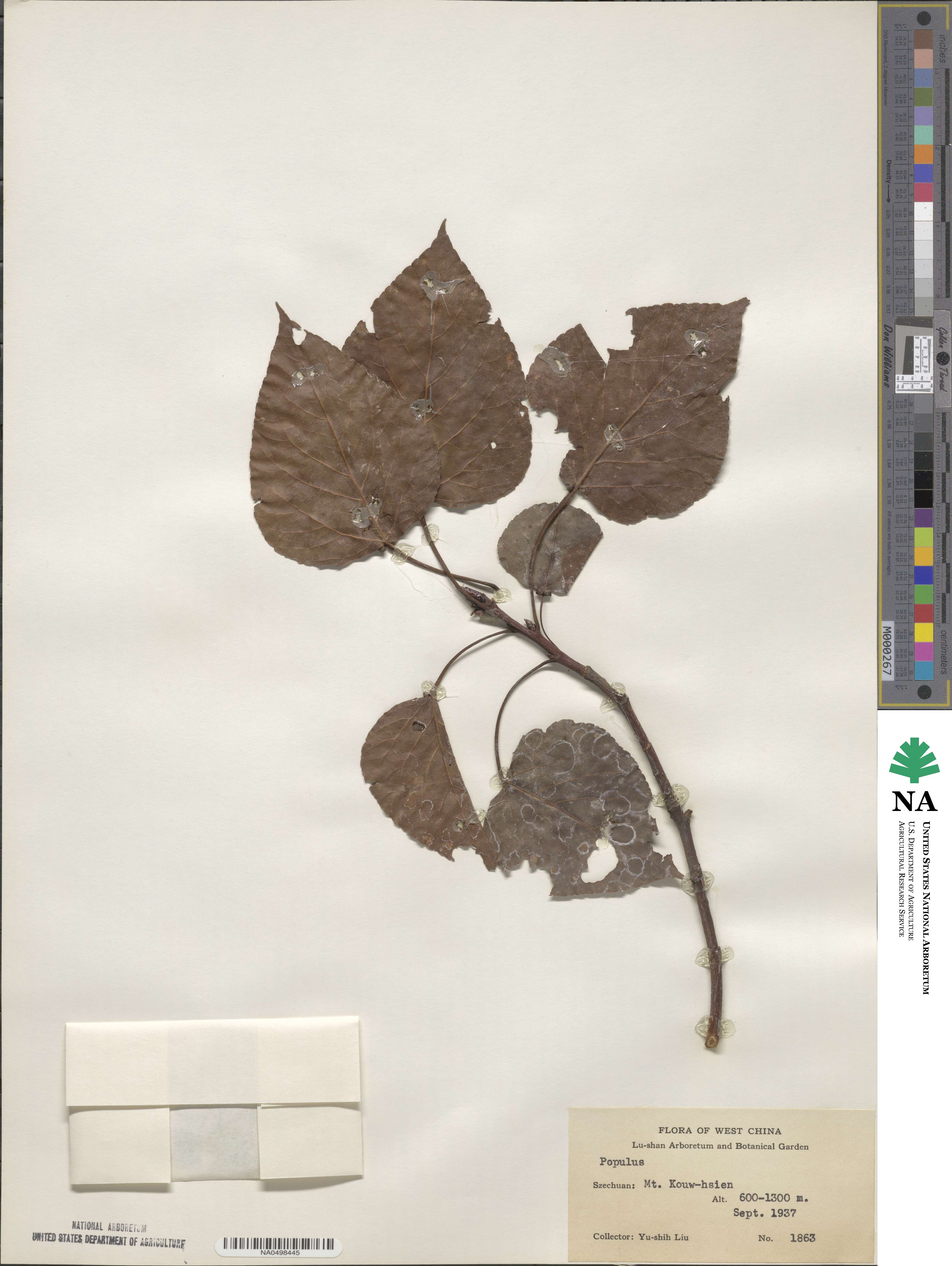 Populus image