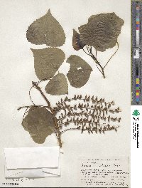 Populus deltoides image