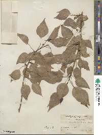 Populus × acuminata image