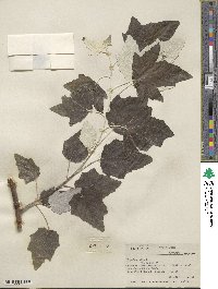 Populus alba image