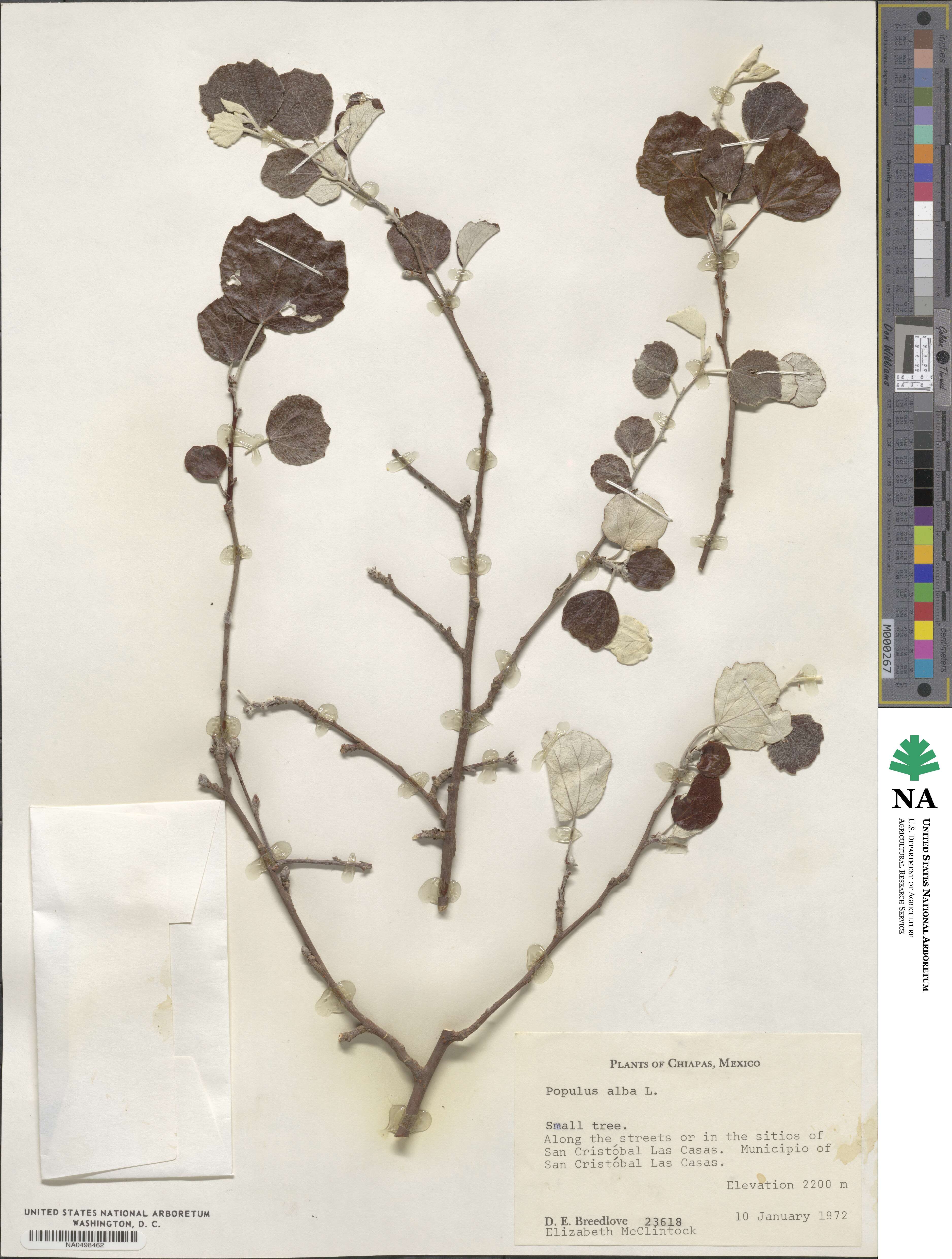 Populus alba image