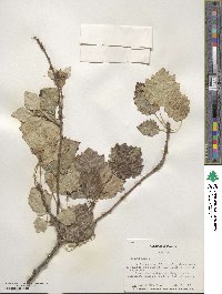 Populus alba image