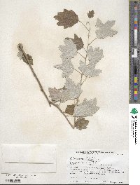 Populus alba image