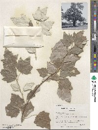 Populus alba image