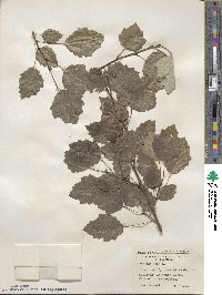 Populus alba image