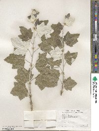 Populus alba image