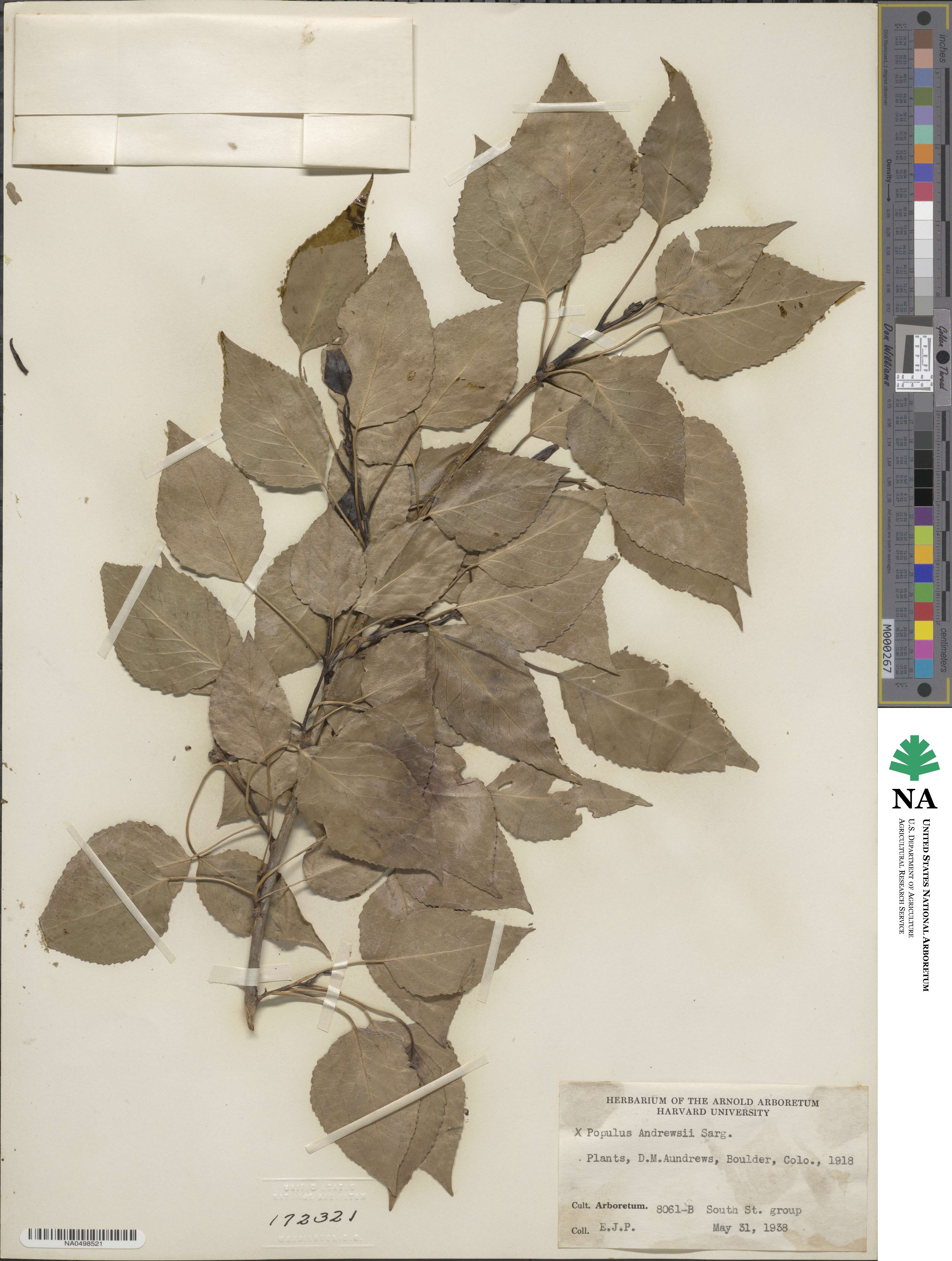 Populus × andrewsii image