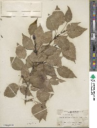 Populus × andrewsii image