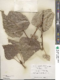 Populus deltoides subsp. deltoides image