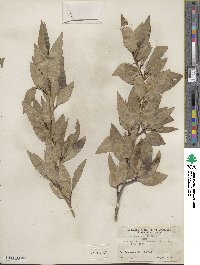 Populus angustifolia image