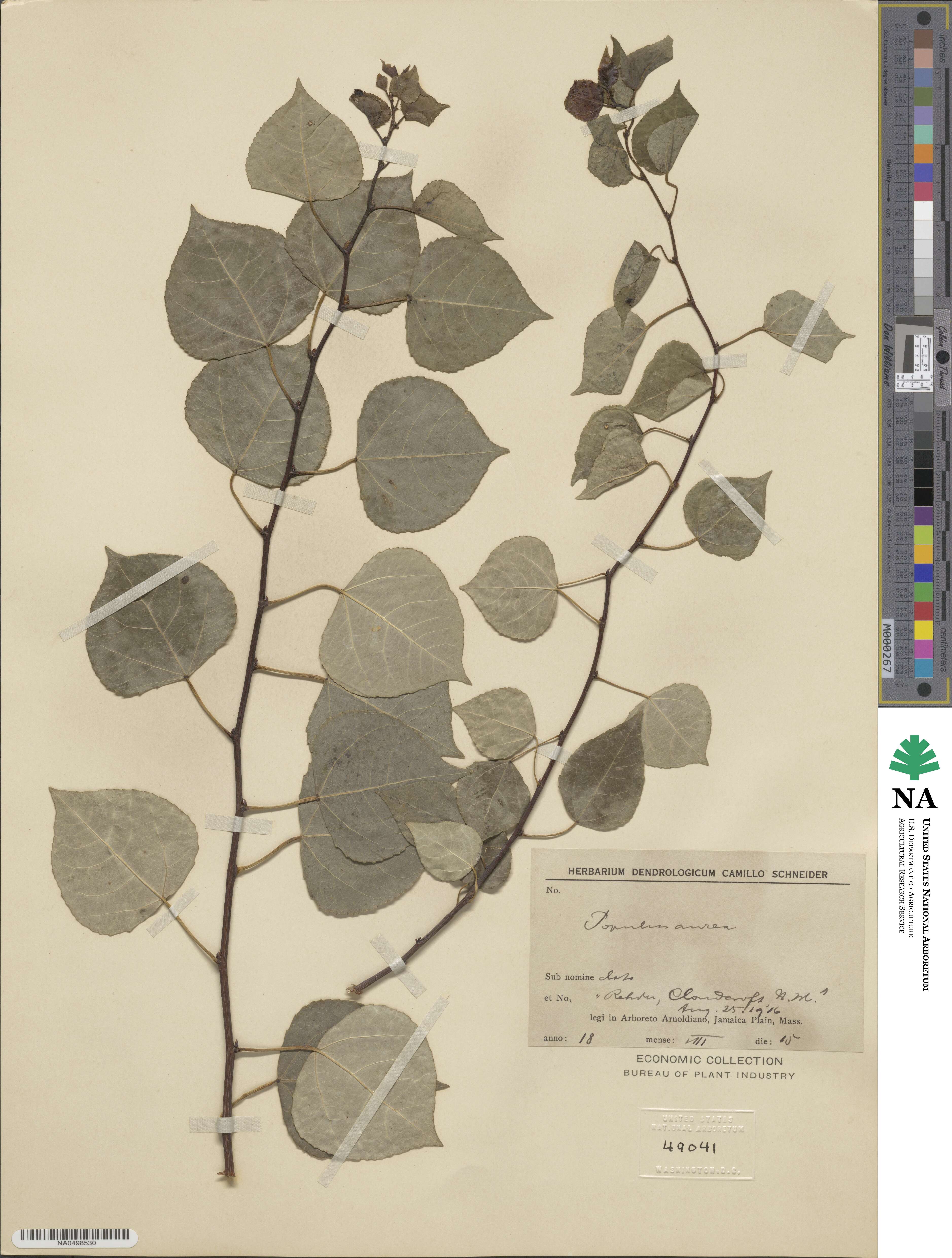 Populus tremuloides image