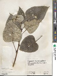 Populus balsamifera image