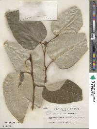 Populus balsamifera image