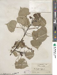 Populus balsamifera image