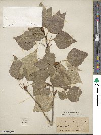 Populus balsamifera image