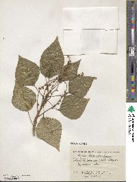 Populus balsamifera image