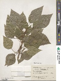 Populus balsamifera image