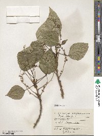 Populus balsamifera image