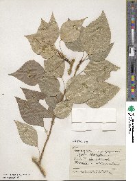 Populus balsamifera image