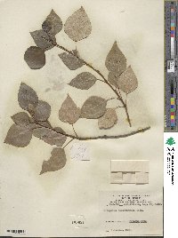 Populus × berolinensis image