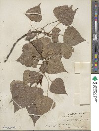 Populus × berolinensis image