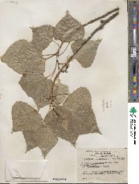 Populus canadensis image