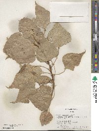 Populus canadensis image