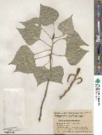 Populus canadensis image